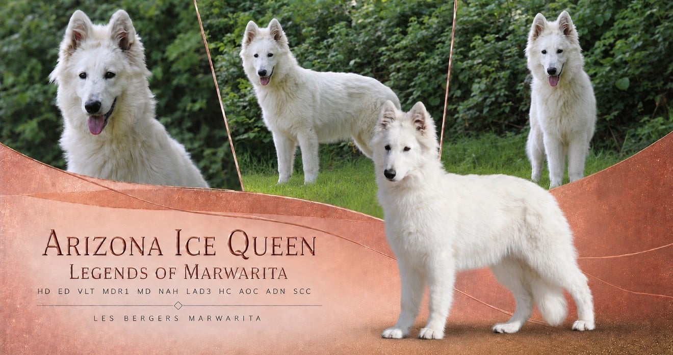 Les Berger Blanc Suisse de l'affixe   Legends of Marwarita