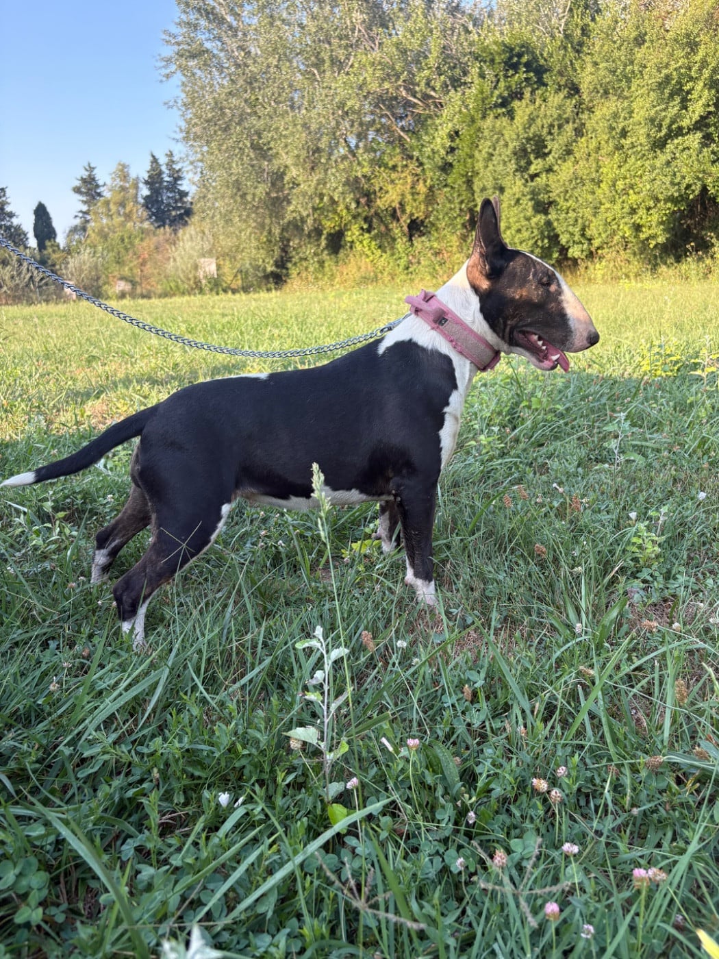 Les Bull Terrier de l'affixe   Des Minis De Ryosie