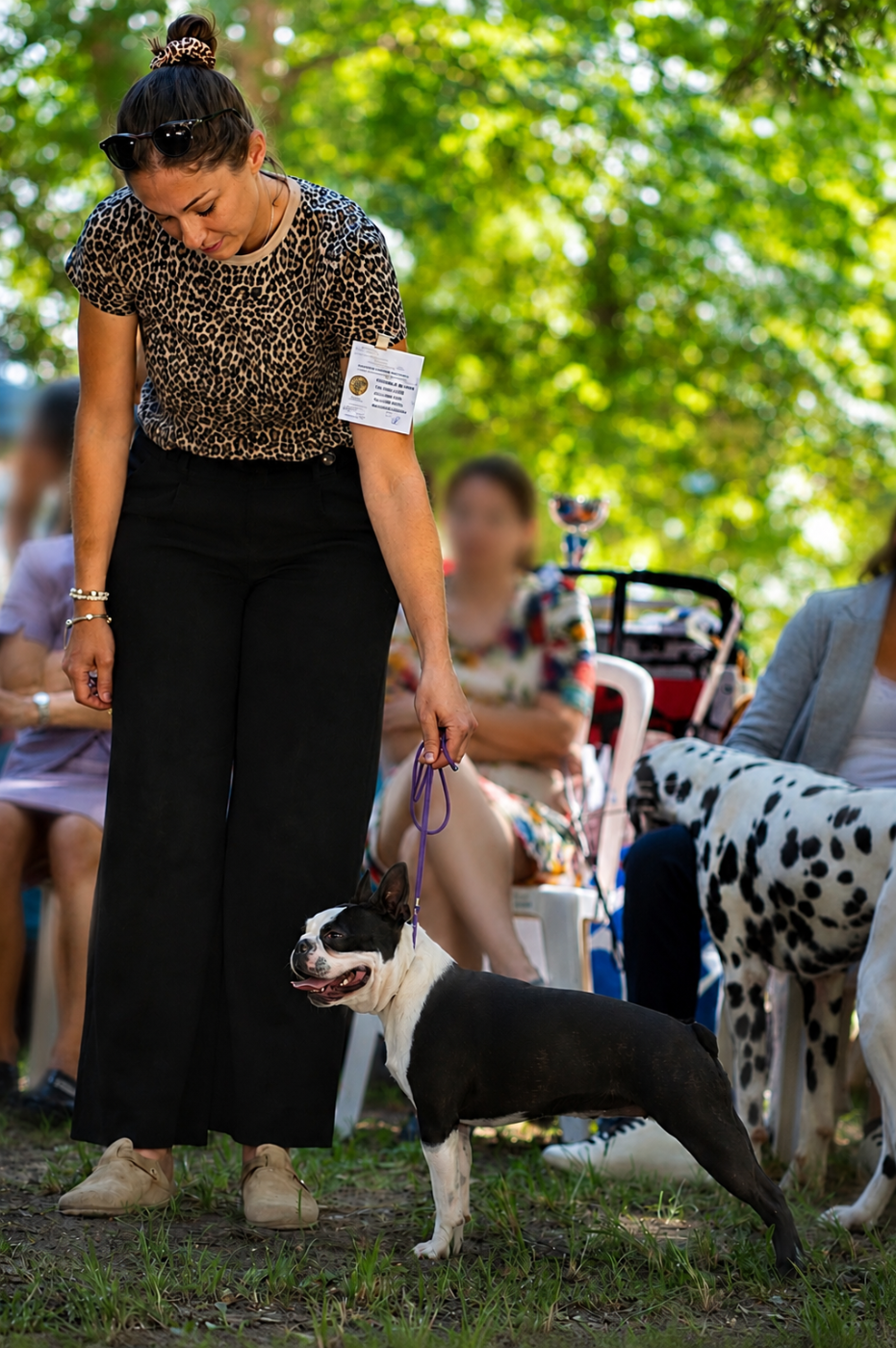 Les Boston Terrier de l'affixe   Les Gardiens Du Pitchoun