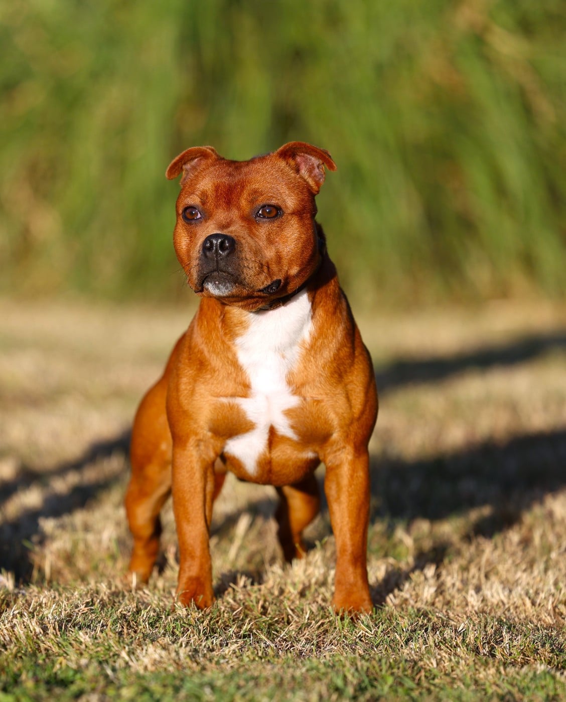 Les Staffordshire Bull Terrier de l'affixe   De Rockstar Dog