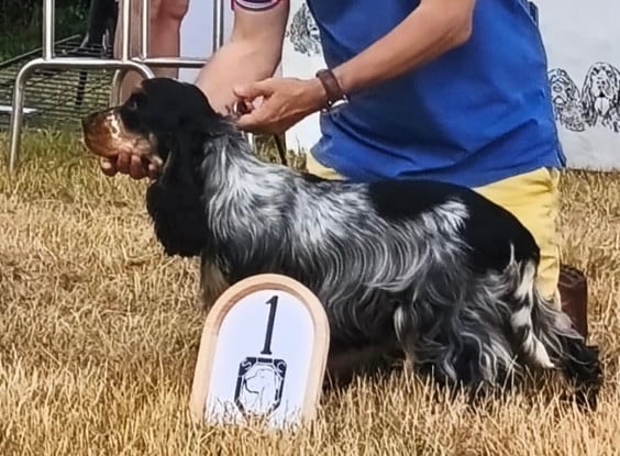 Les Cocker Spaniel Anglais de l'affixe   De stadimasi