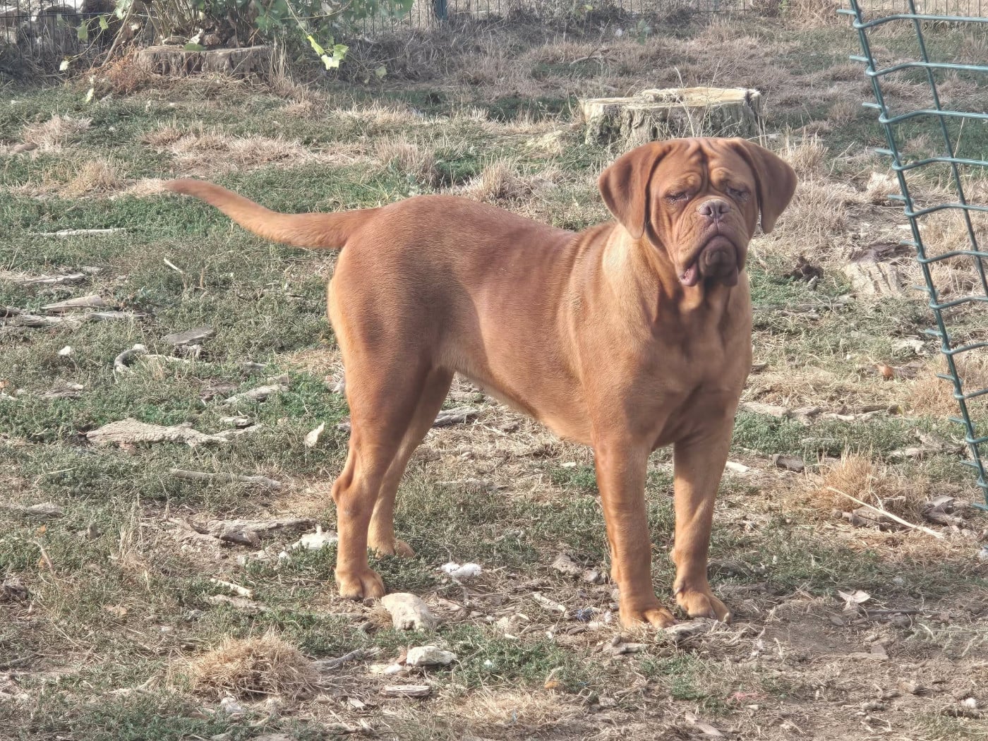 Adishatz De L'Elite Royal Dog