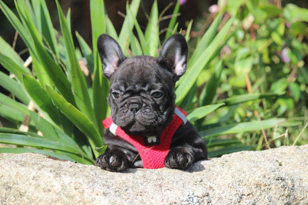 Les Bouledogue français de l'affixe   de la plaine d'ipnaya