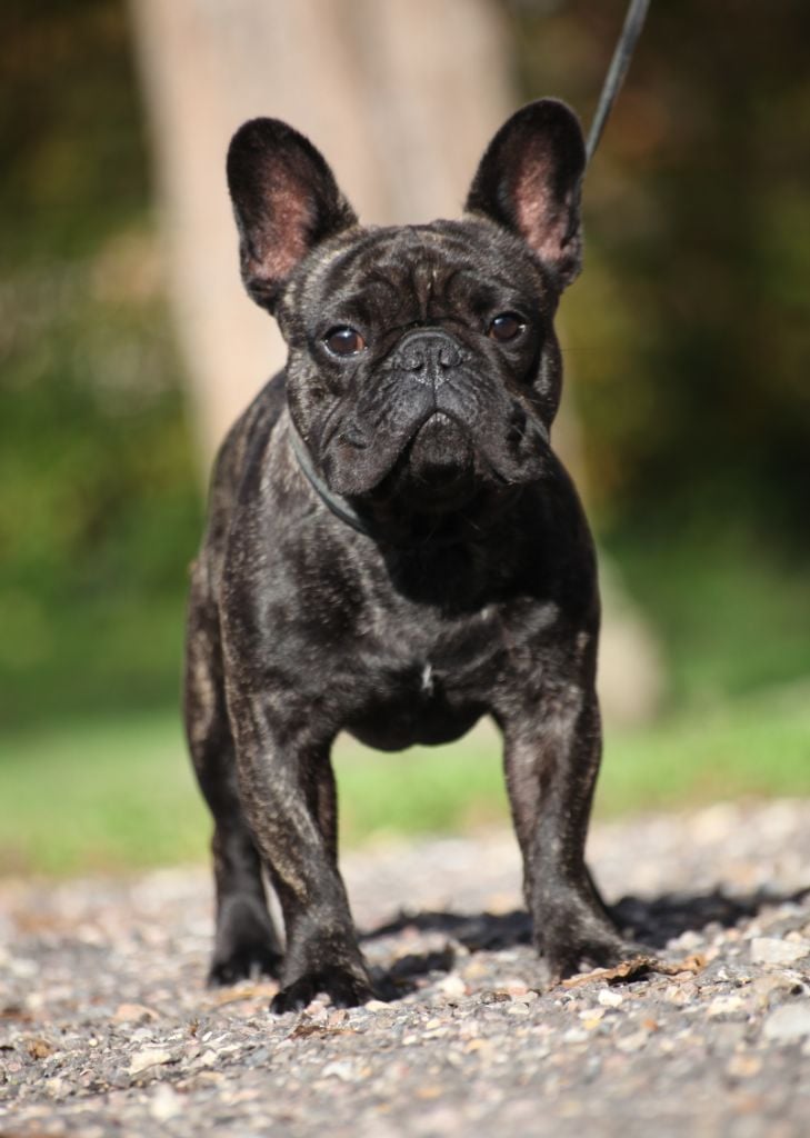 Les Bouledogue français de l'affixe   Des Terres De Romandor
