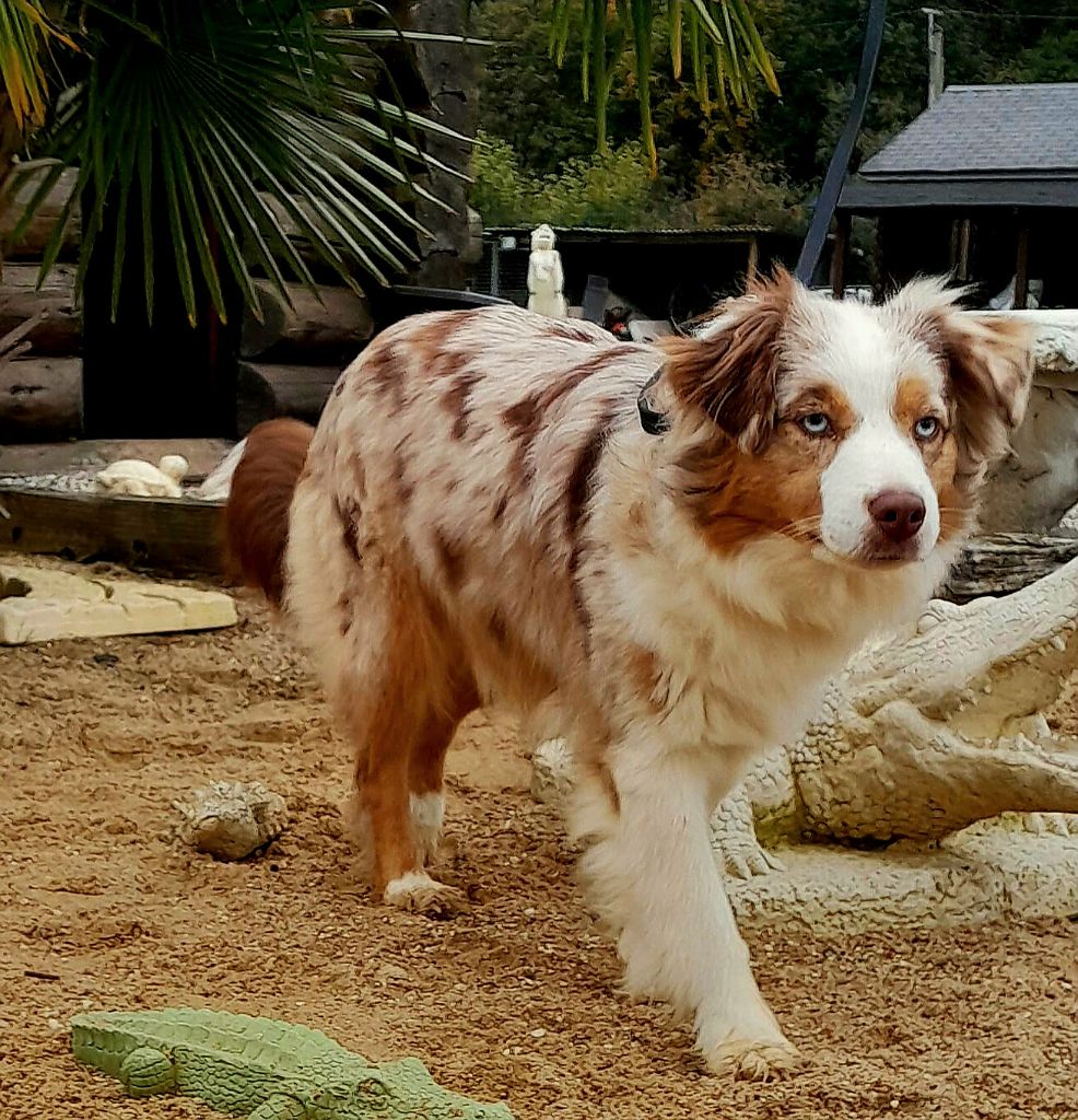 Les Berger Américain Miniature  de l'affixe   Du Mistral Normand