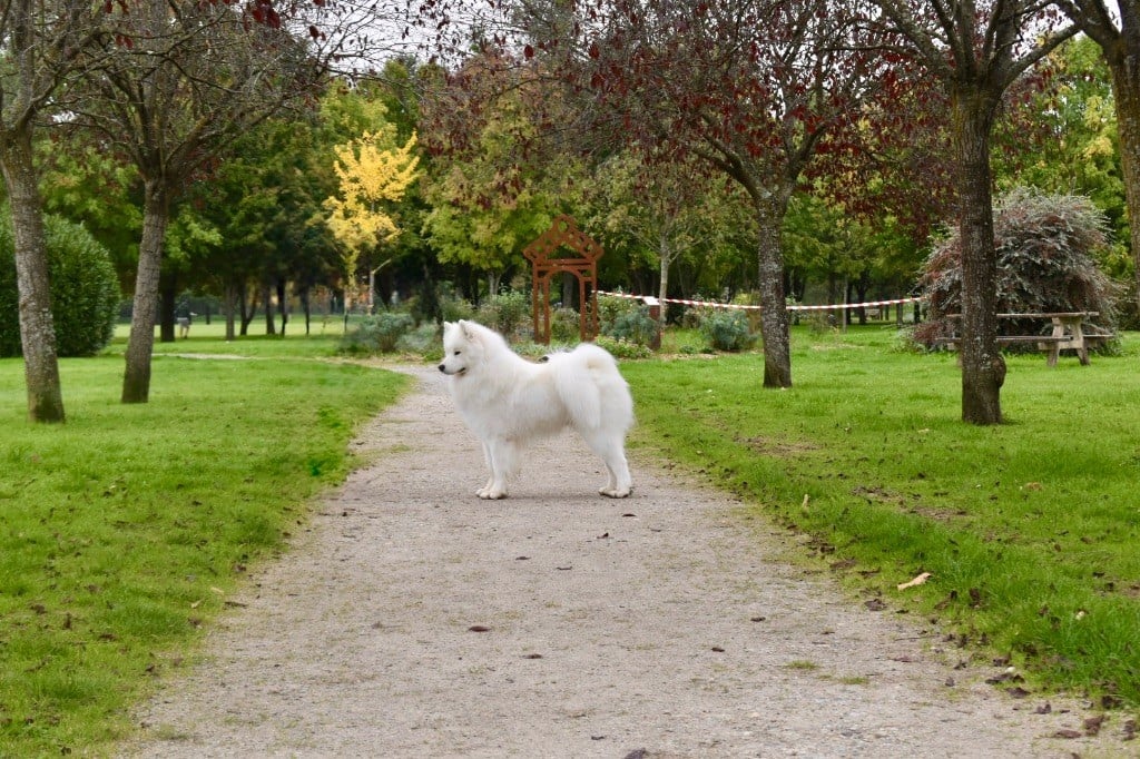 Les Samoyède de l'affixe   De La Vallée Féérique