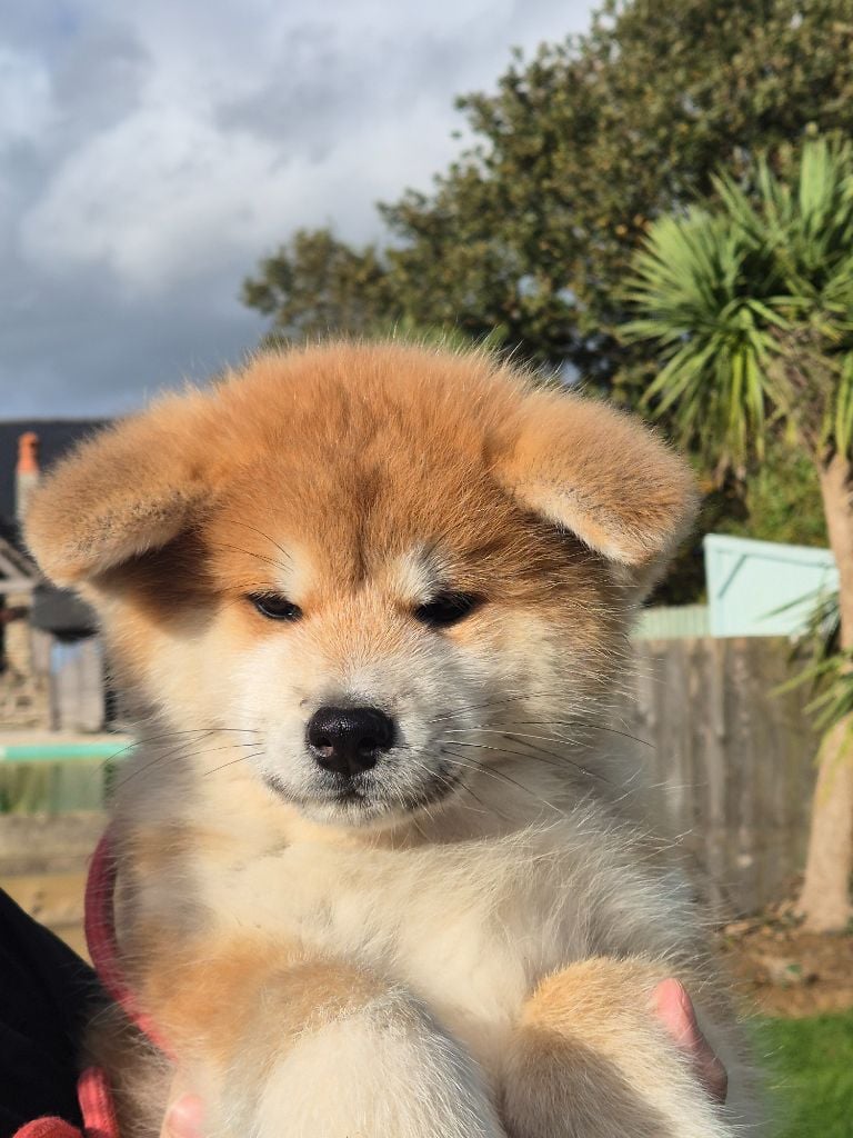 Les Akita de l'affixe   Des Fideles Akita Ken