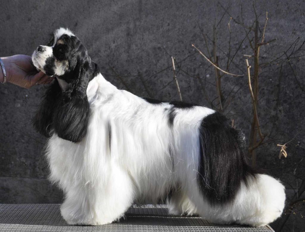 Les American Cocker Spaniel de l'affixe   Du chemin des dames imperiales