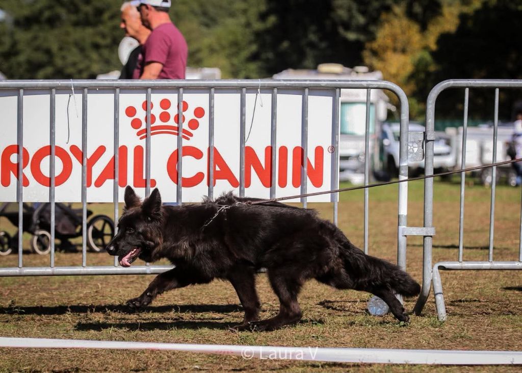 Les Berger Allemand Poil Long de l'affixe   de la Saviotine