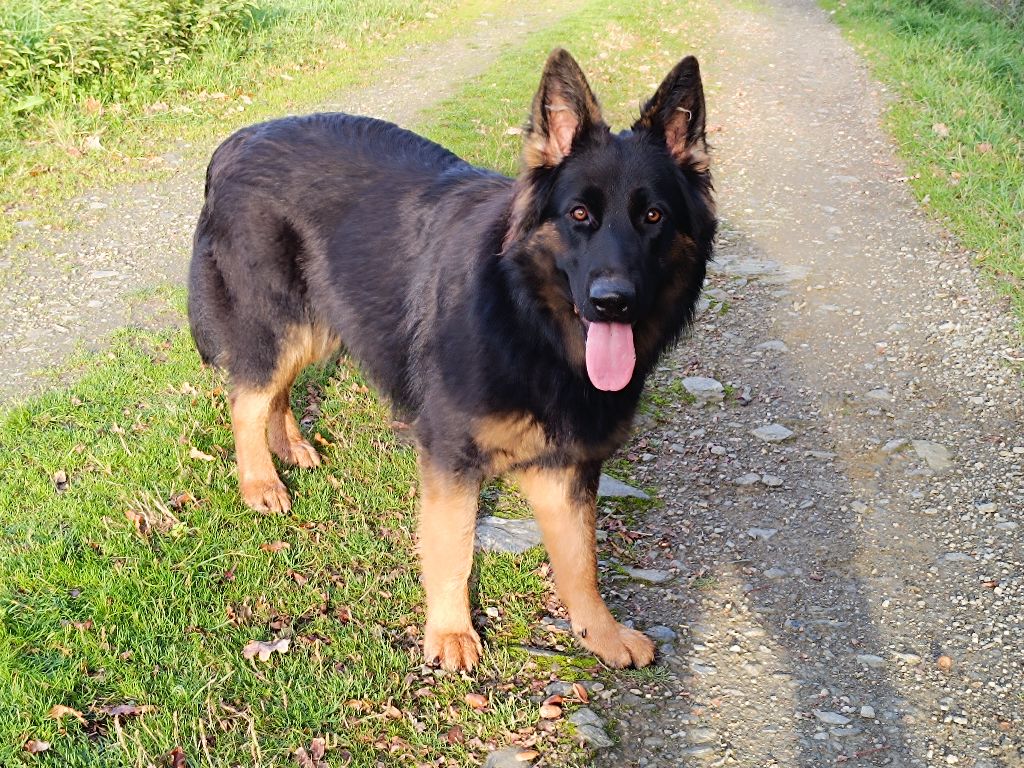 Les Berger Allemand Poil Long de l'affixe   Du Domaine De Bois Ferret