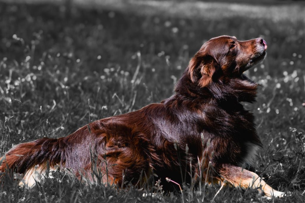 Les Berger Australien de l'affixe   Du Royaume De Galadriel