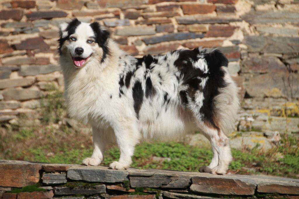 Les Berger Australien de l'affixe   du Rêve des Joyaux