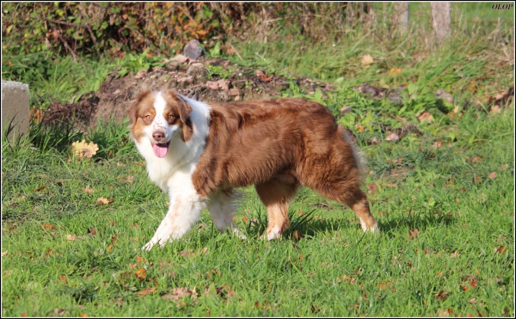 Les Berger Australien de l'affixe   Olop