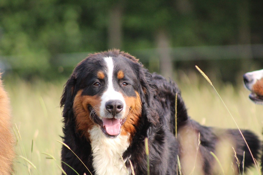 Les Bouvier Bernois de l'affixe   Du Domaine D'Alvheim