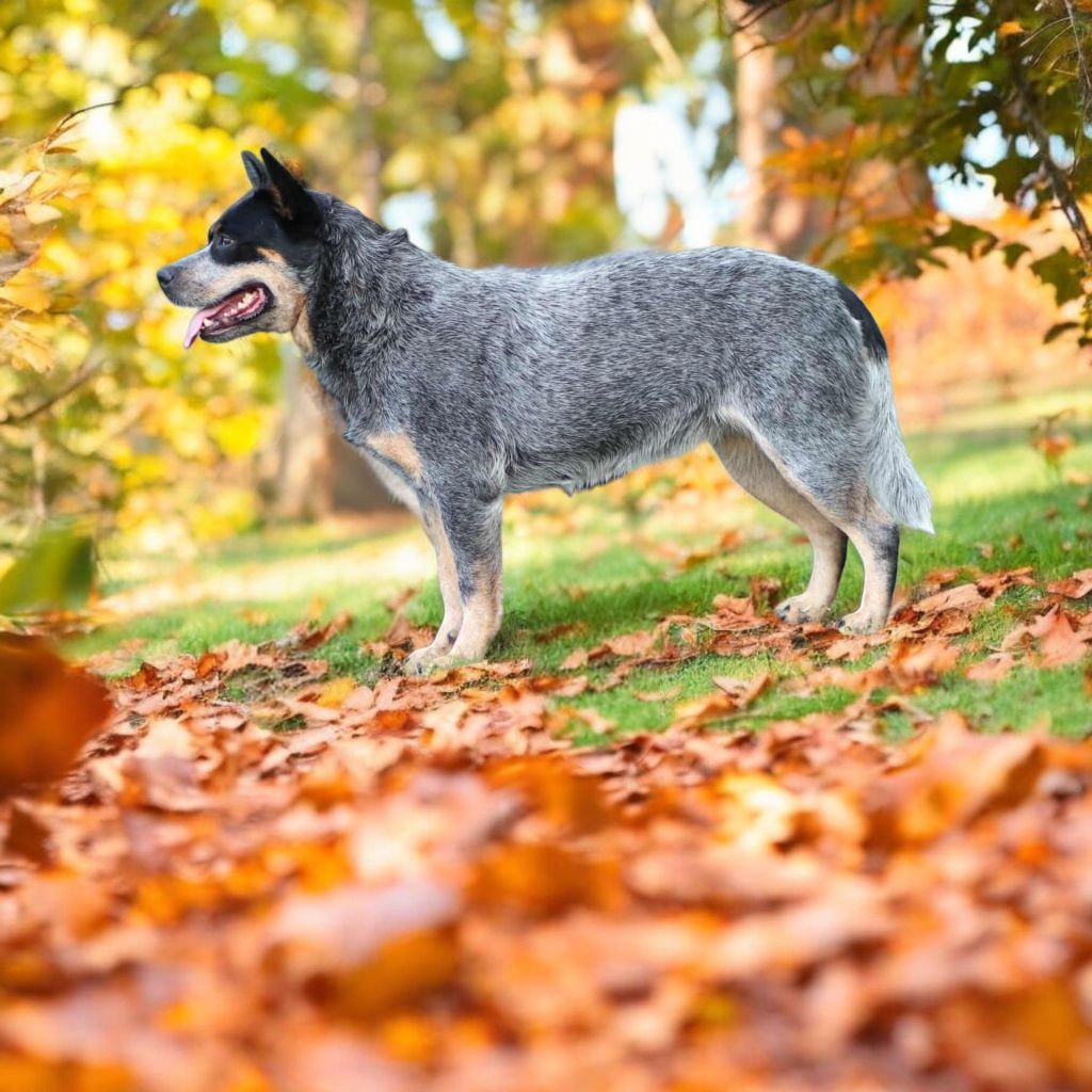 Les Bouvier australien de l'affixe   Ddk's Tribute