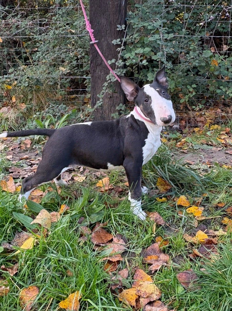 Les Bull Terrier de l'affixe   Des Minis De Ryosie