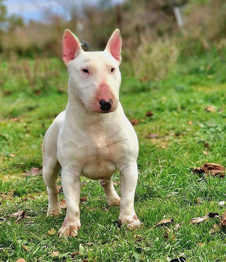 Les Bull Terrier Miniature de l'affixe   Spirit Of Liberty
