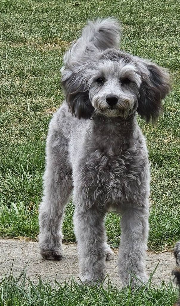 Les Caniche de l'affixe   Du jardin d'élisée