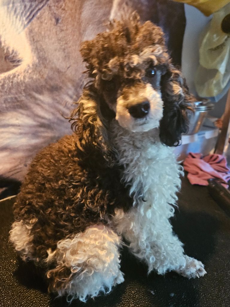 Abby Du clan dammartin