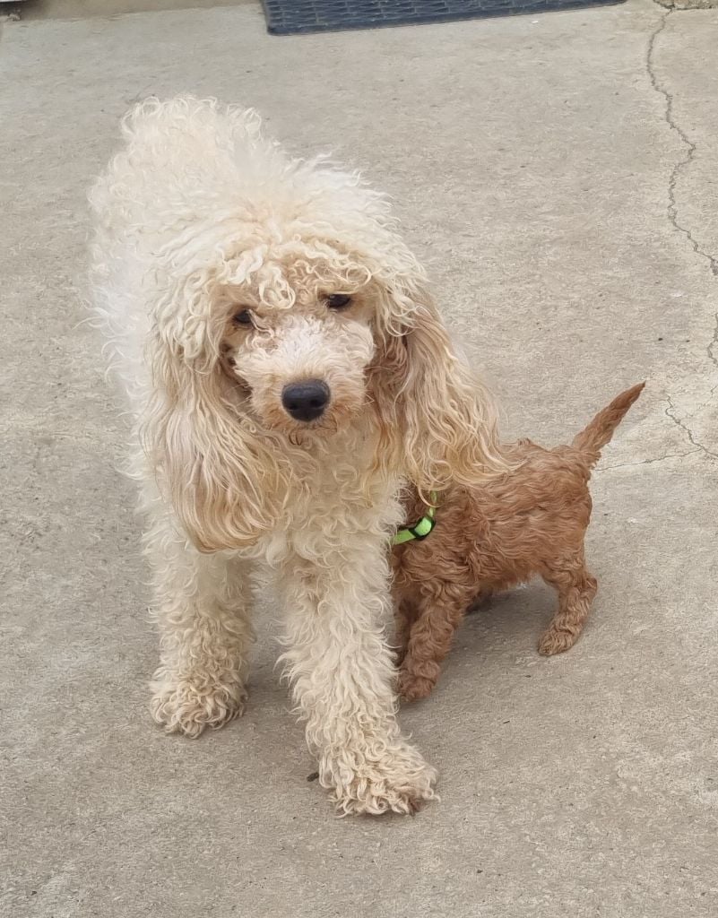 Les Caniche de l'affixe   du domaine de la petite baya