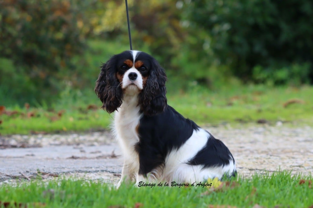 Shanel de la bergerie d'argent