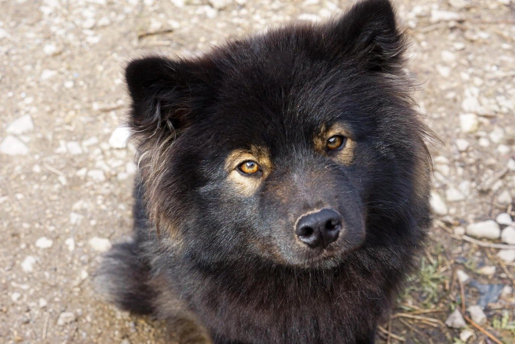 Les Chien finnois de Laponie de l'affixe   Winter Never Dies