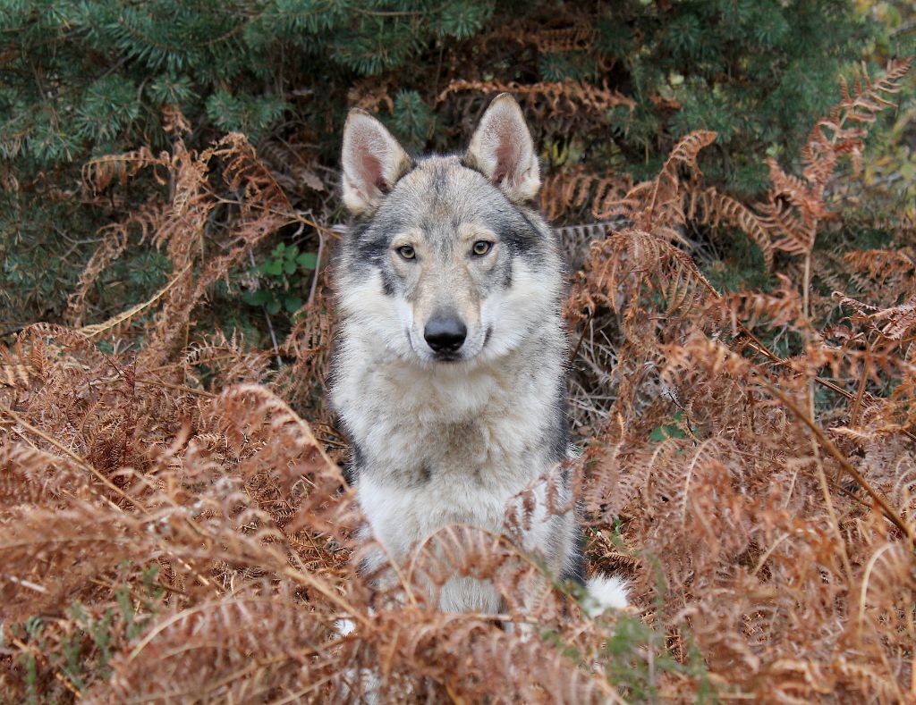 Les Chien-loup tchecoslovaque de l'affixe   De La Tanière De La Loupiote