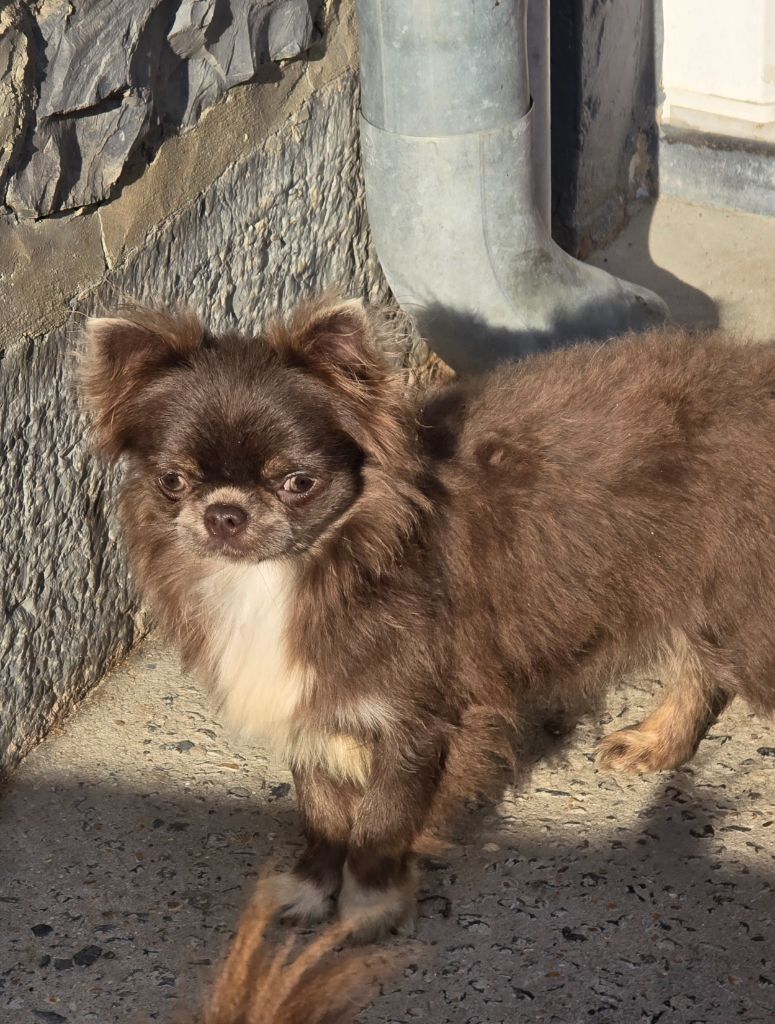 Les Chihuahua de l'affixe   My Fair Chi