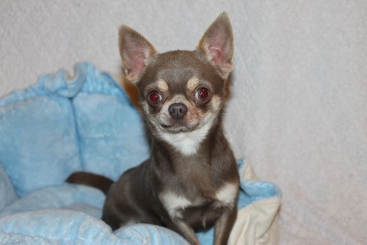 Les Chihuahua de l'affixe   Des Joyaux De La Sambre