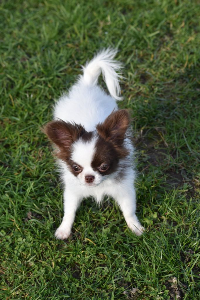 Les Chihuahua de l'affixe   My Fair Chi