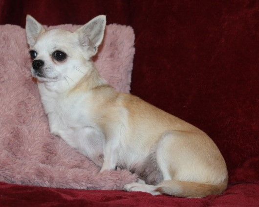 Les Chihuahua de l'affixe   Des Joyaux De La Sambre