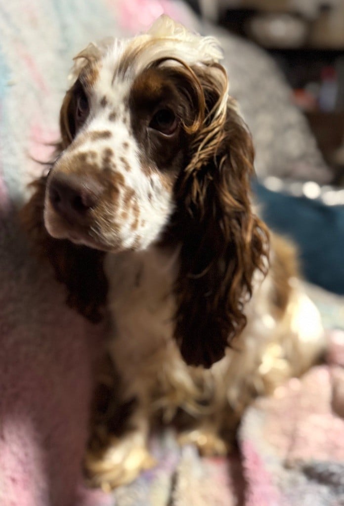 Les Cocker Spaniel Anglais de l'affixe   de la douce folie