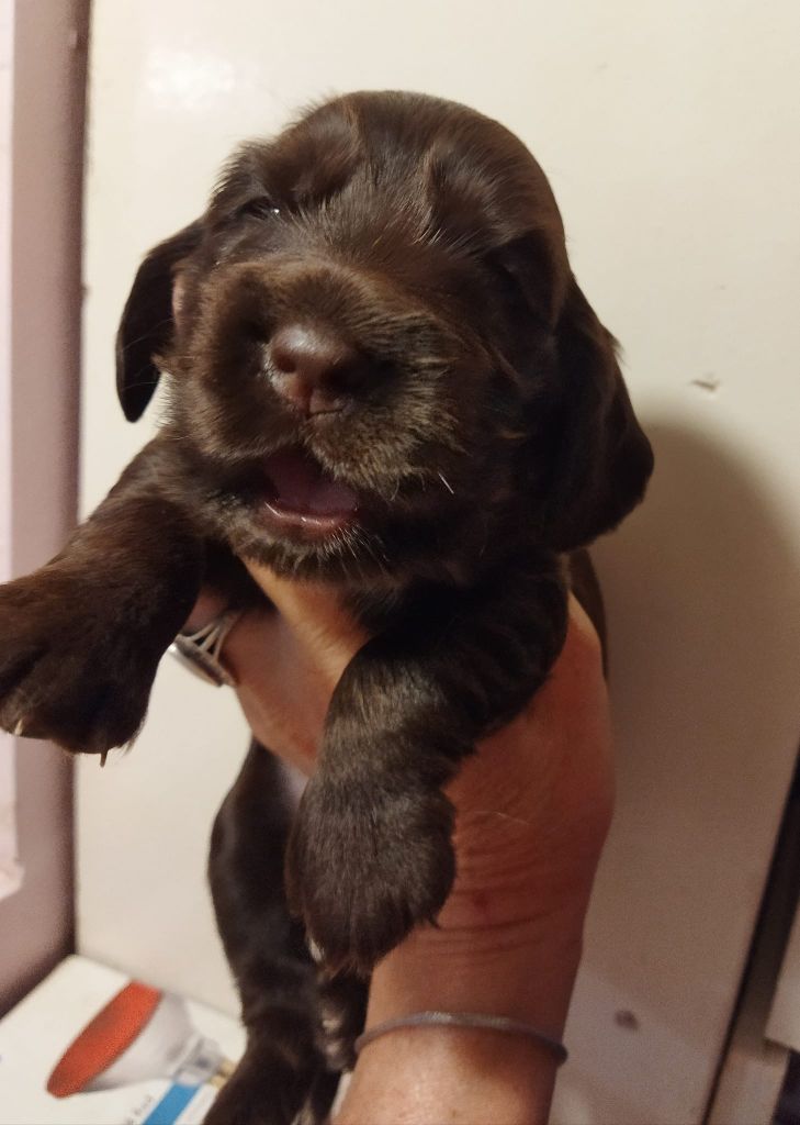 Les Cocker Spaniel Anglais de l'affixe   de la Fin'Amor de Larzaelle