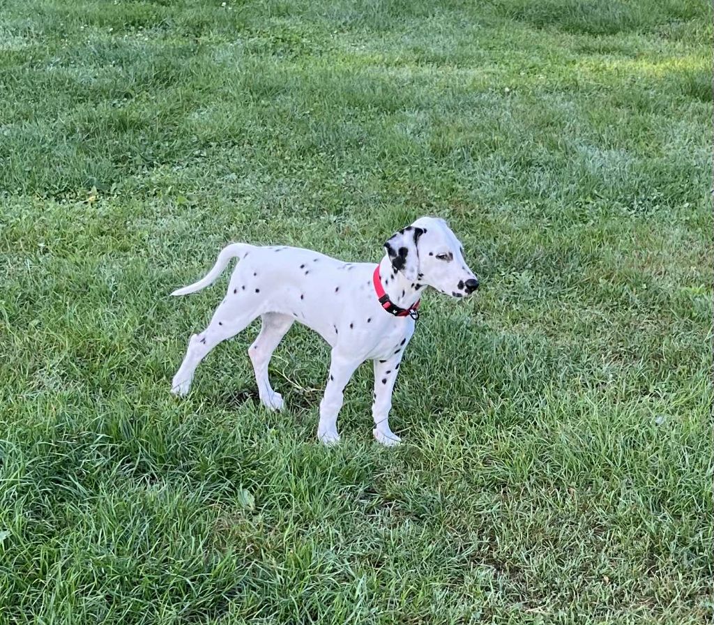 Les Dalmatien de l'affixe   Wild Night's