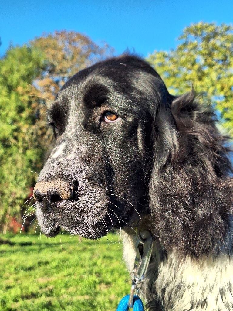 Les English Springer Spaniel de l'affixe   Des Etangs De La Brame