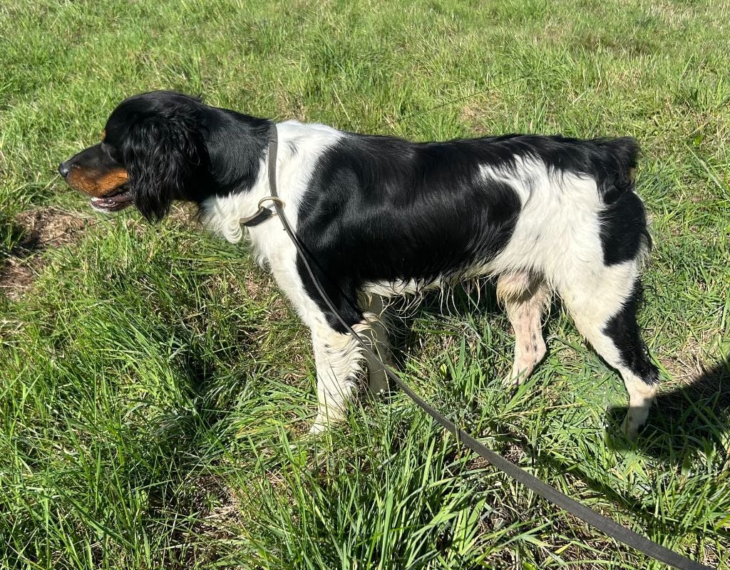 Les Epagneul Breton de l'affixe   des Etangs de Dame Blanche
