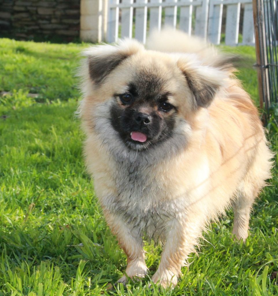 Les Epagneul tibetain de l'affixe   du Rêve des Joyaux