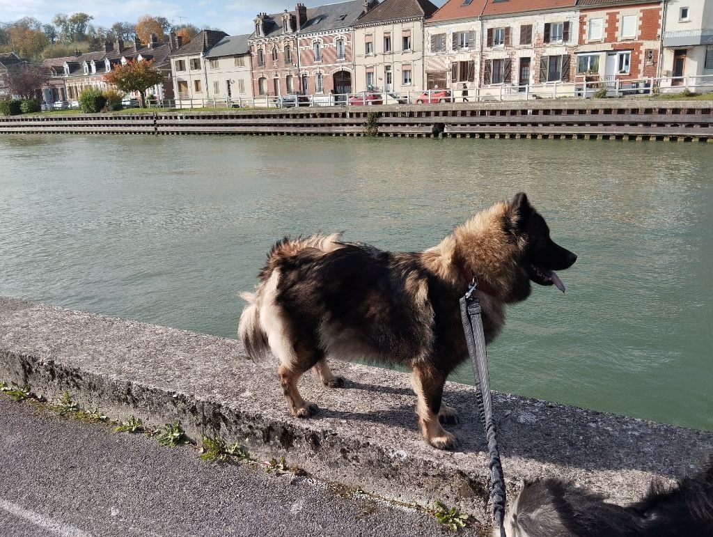 Les Eurasier de l'affixe   des Compagnons du Coeur de l'Oise