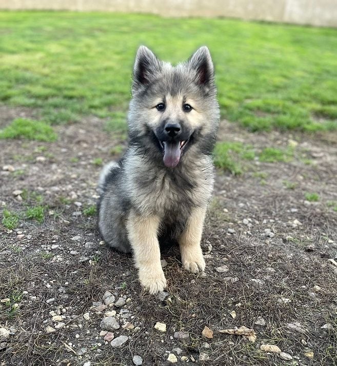 Les Eurasier de l'affixe   Des Flocons de Siberie