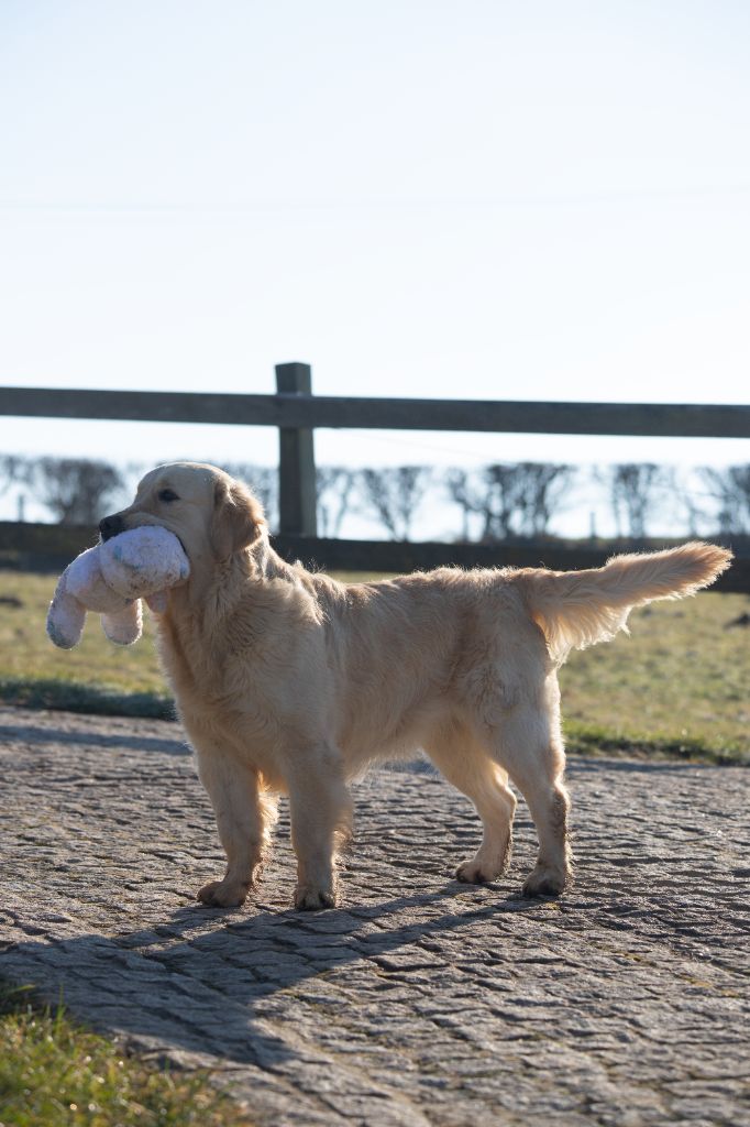 Les Golden Retriever de l'affixe   Of The Little Snow