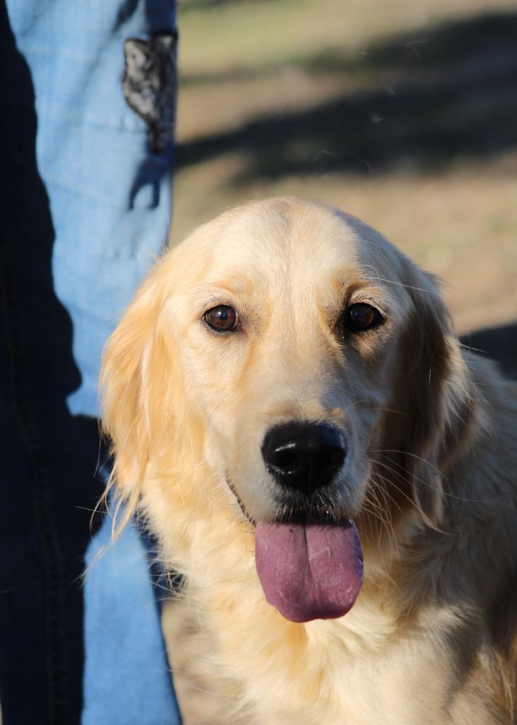 Les Golden Retriever de l'affixe   de la Foret de Montmaure