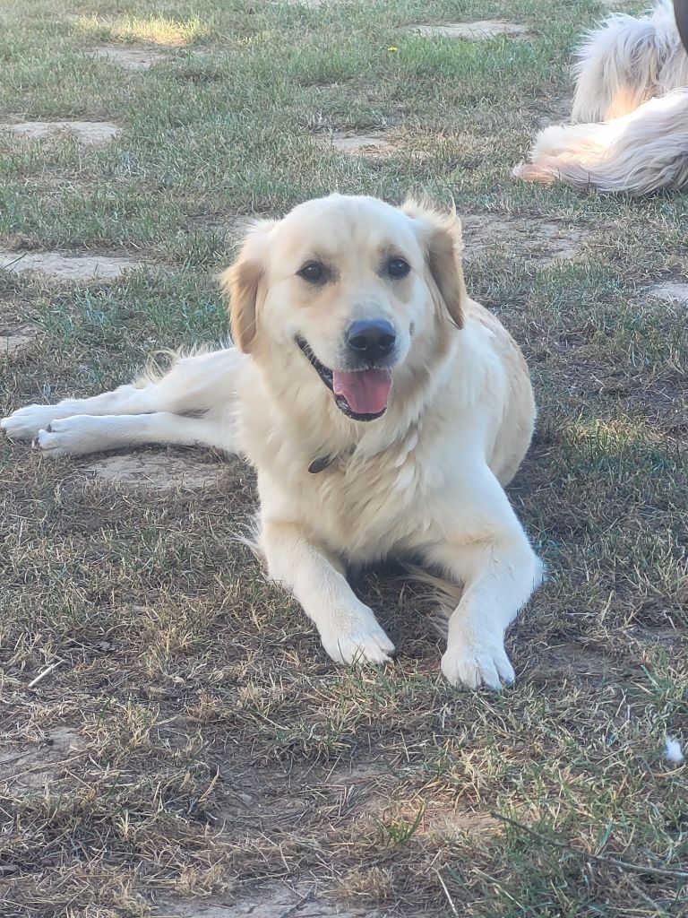 Les Golden Retriever de l'affixe   du moulin de l'Auray