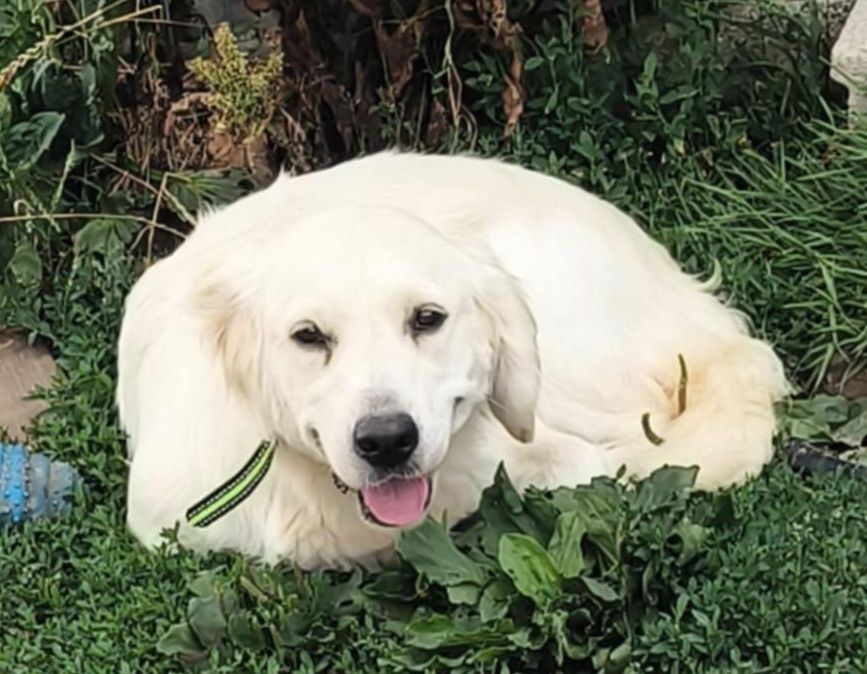 Les Golden Retriever de l'affixe   Des Furies Noires