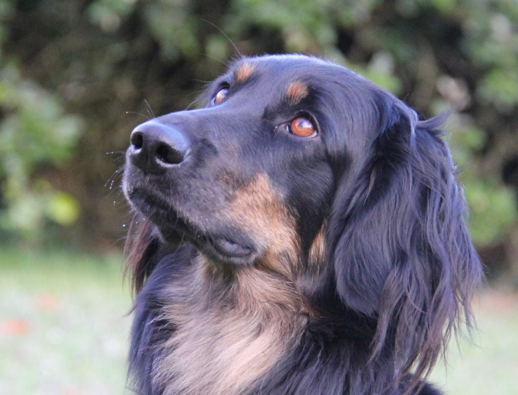 Les Hovawart de l'affixe   Des leus altiers