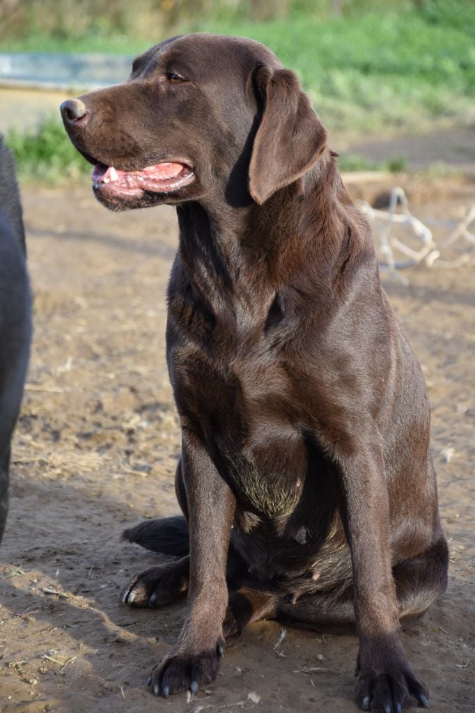 Les Labrador Retriever de l'affixe   Du Domaine De Stan
