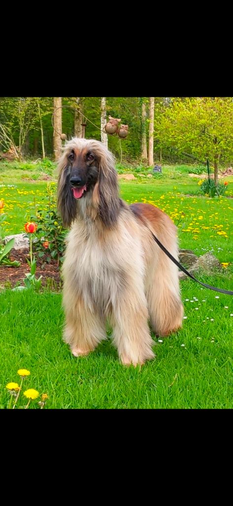 Les Levrier afghan de l'affixe   domaine du hameau du fayel