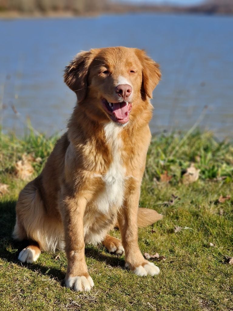 Les Retriever de la Nouvelle-Ecosse de l'affixe   du Chemin d'Ava