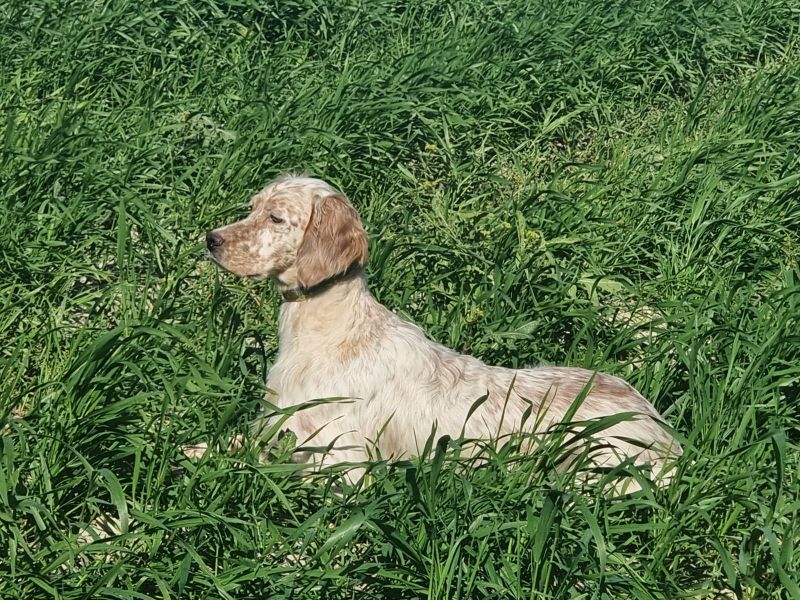 Les Setter Anglais de l'affixe   Best of Farolave