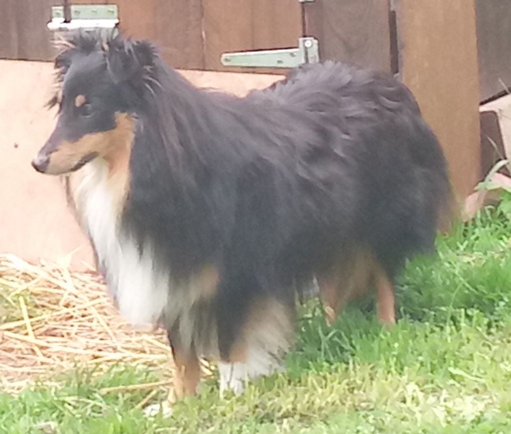Les Shetland Sheepdog de l'affixe   des Compagnons du Coeur de l'Oise