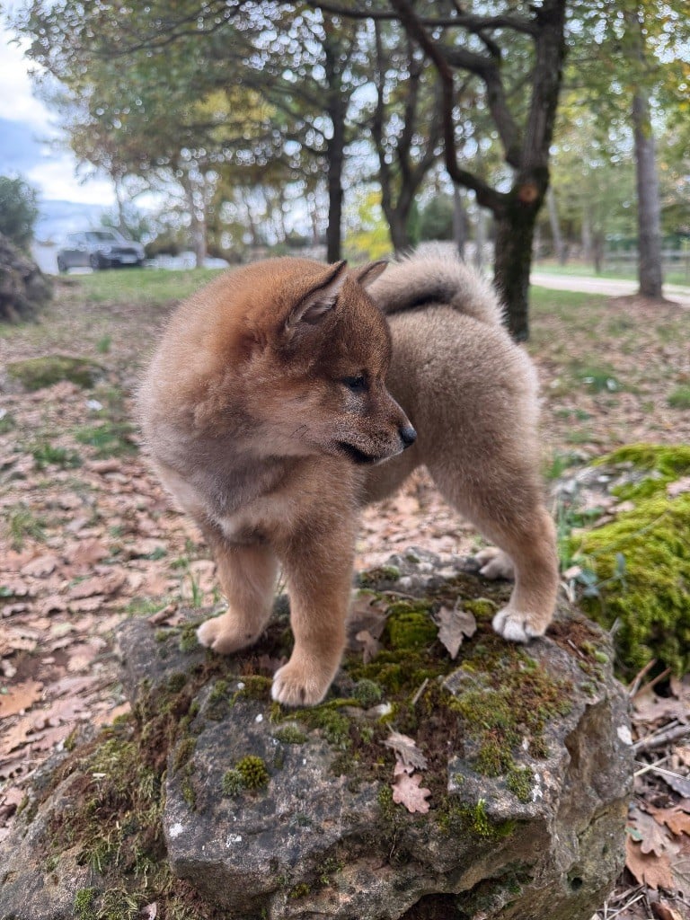 Les Shiba de l'affixe   Des Renards Du Castrum